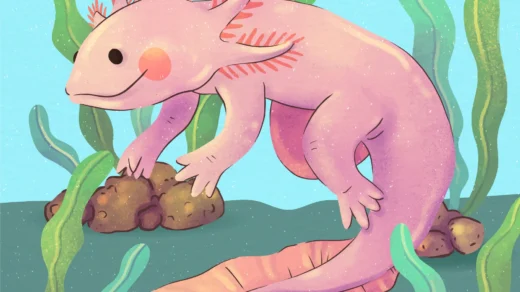 cute:dyf8c8wezxm= axolotl